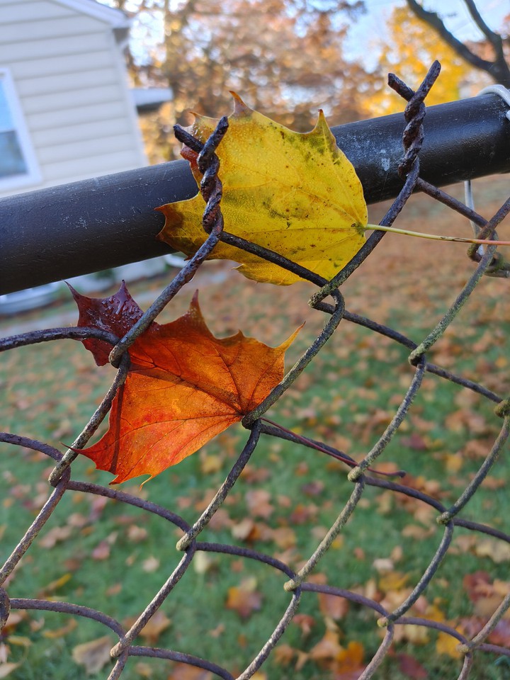 Leaves caught in a fence