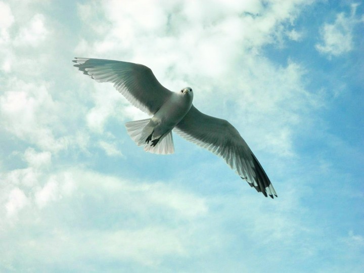 birds