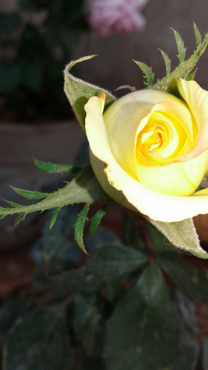 yellow rose