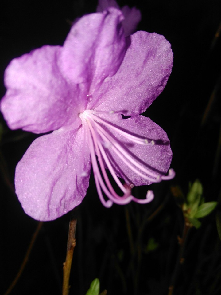 багульник