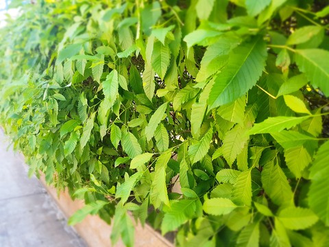 I love green