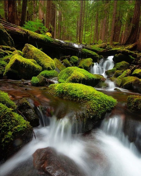 Love Nature's ?