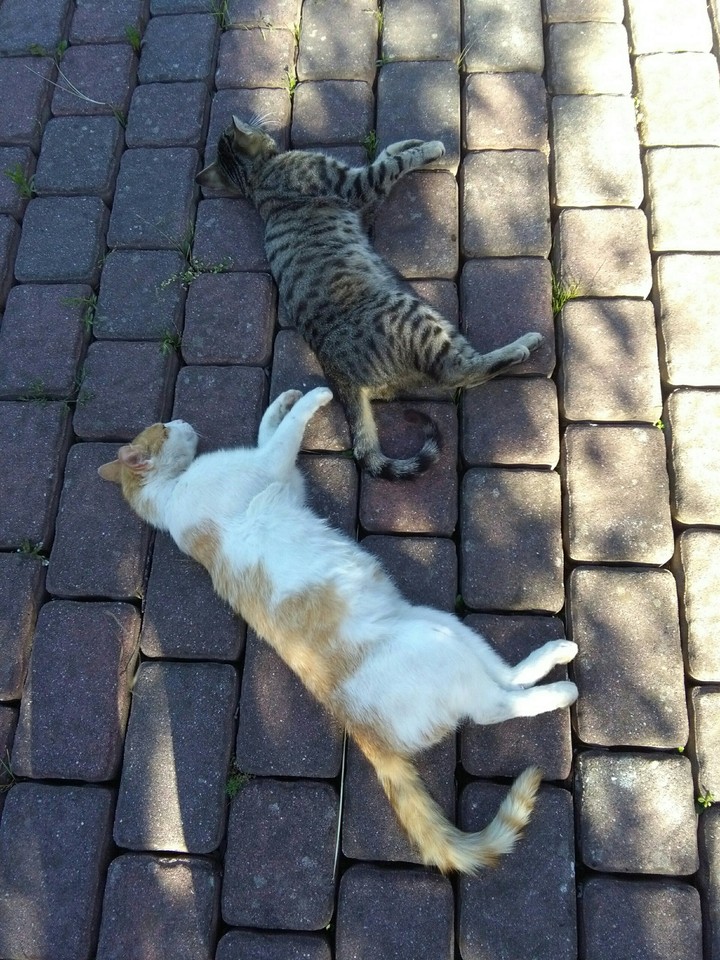 Heniu and Bonus