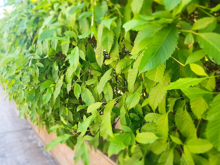 I love green