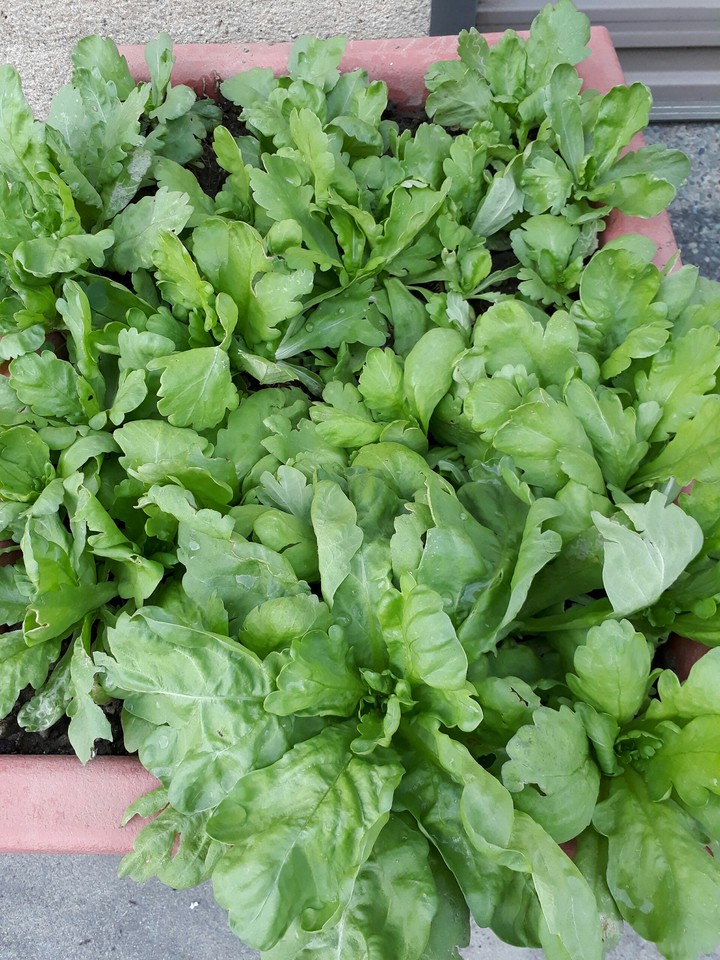 Artemis annua 茼蒿菜