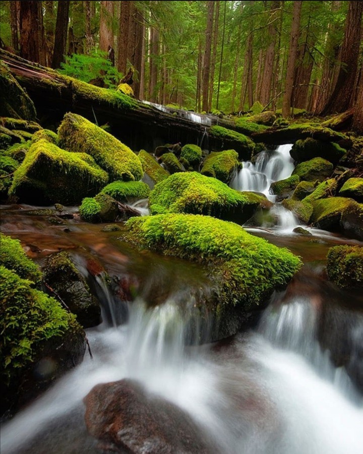 Love Nature's ?