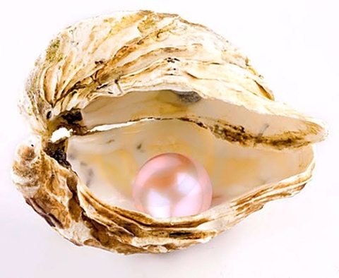 tapety clam, mollusca