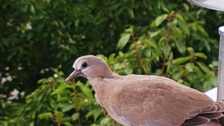 bird