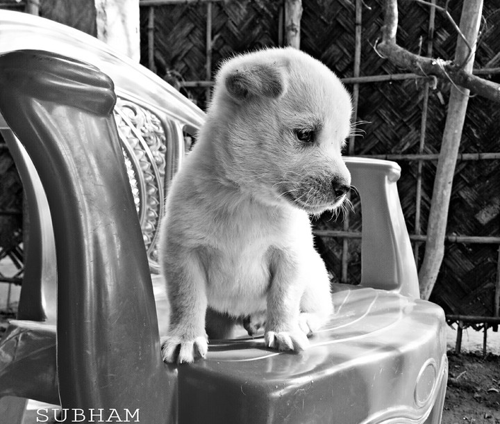 puppy