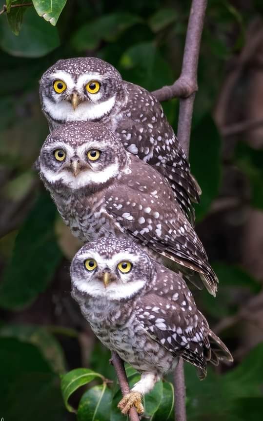 Three some