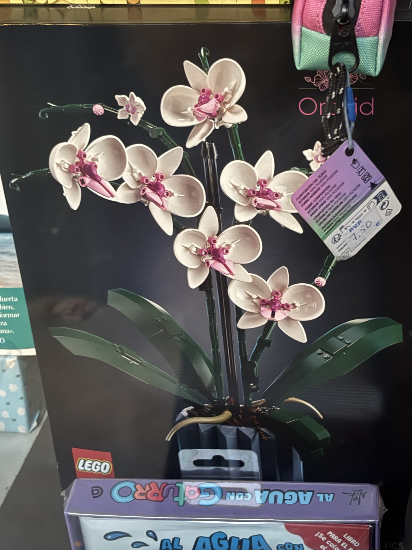 petal, houseplant Hintergrundbilder