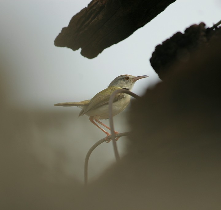 Indian Taylor bird