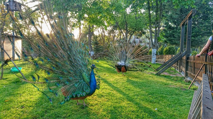 Peacock