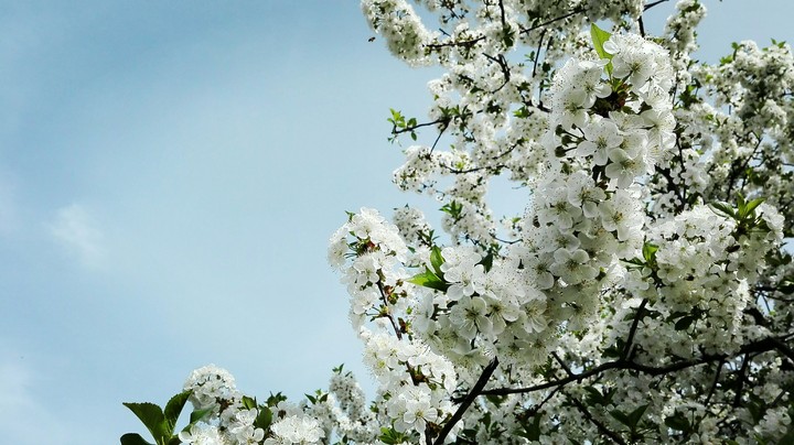 Cherry blossom
