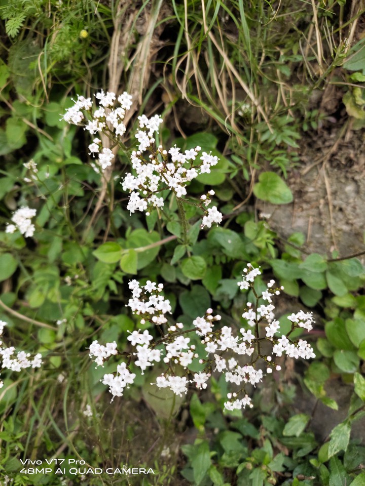 white flowers