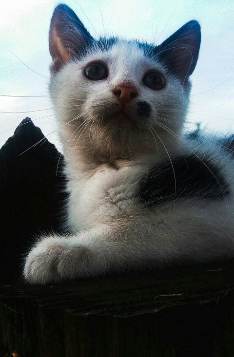 sfondi cat, snout