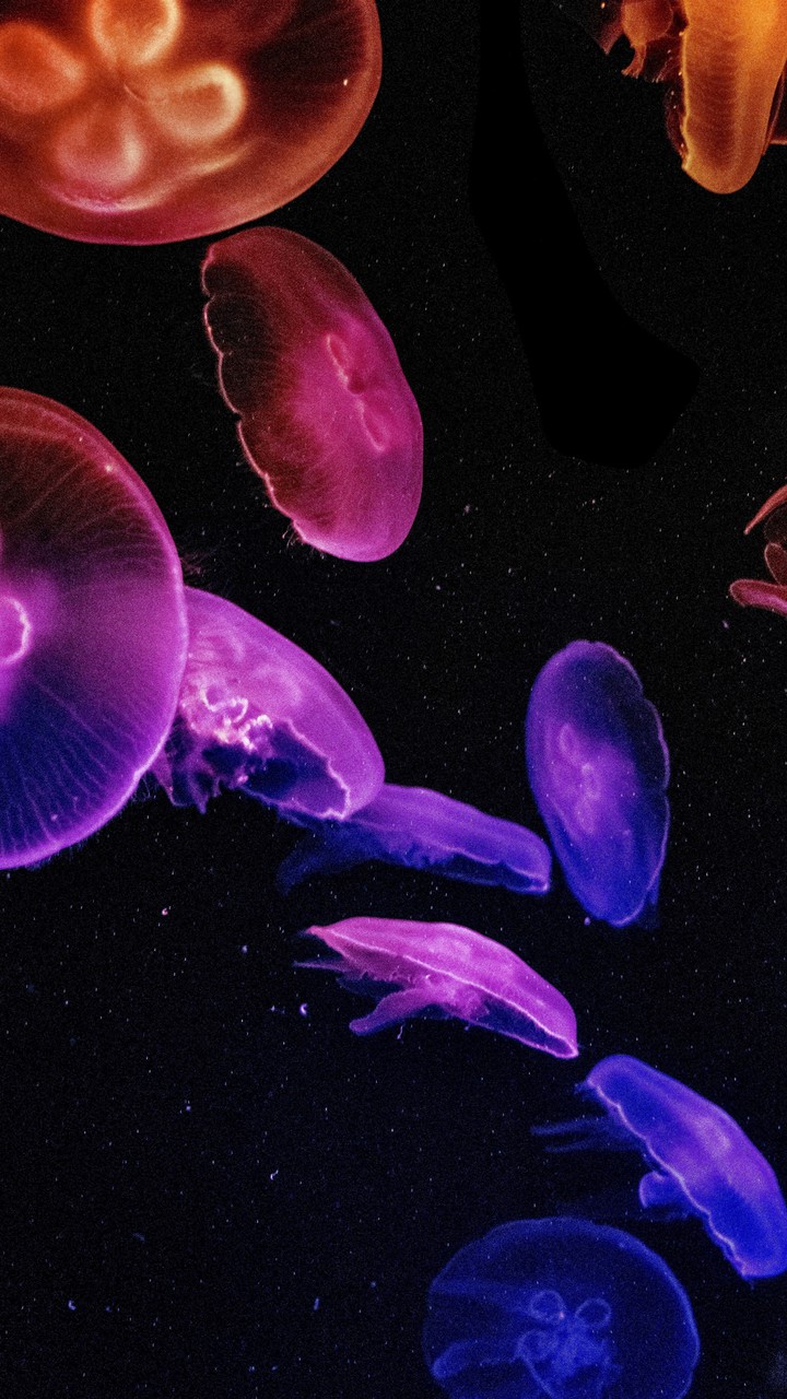 jellyfish