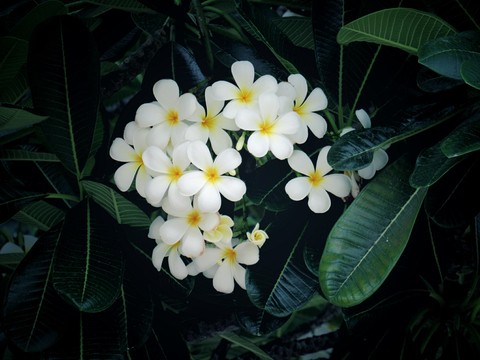 flower, plant háttérképek