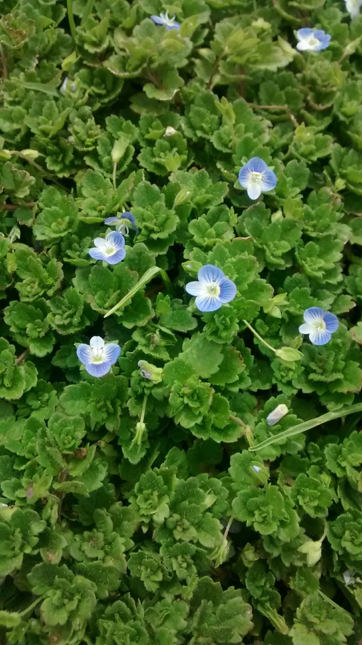 Primavera en el verano.