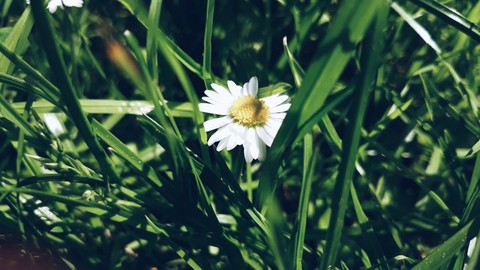 trawa, daisy Hintergrundbilder
