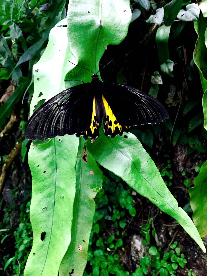 butterfly