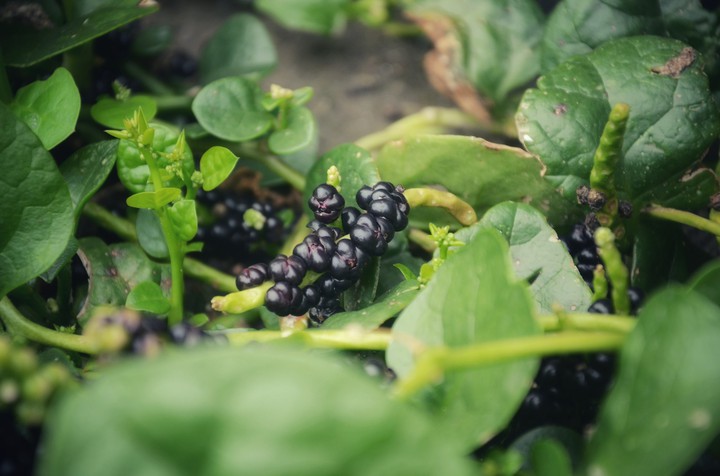 Ceylon Spinach