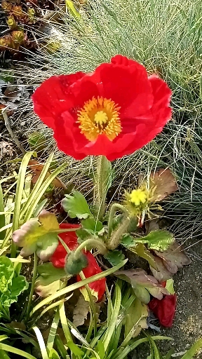 Poppy Flower