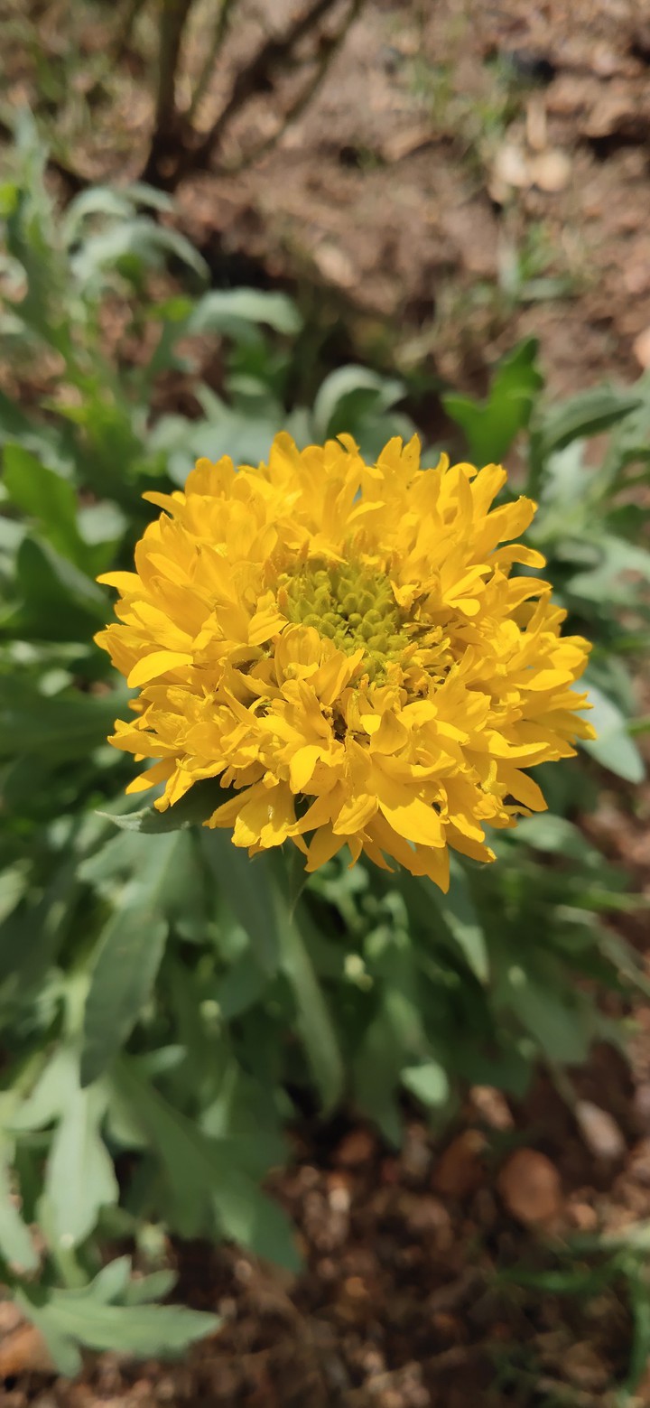 flower