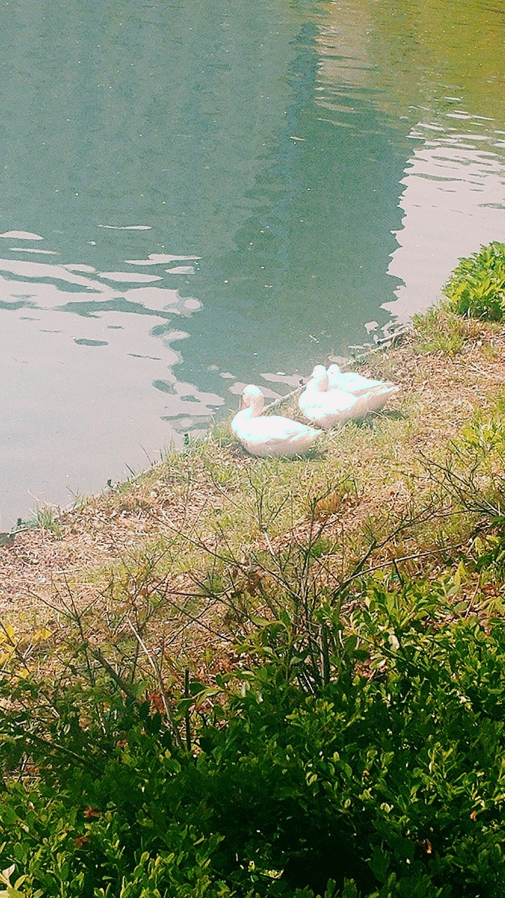 Three ducks near a lake