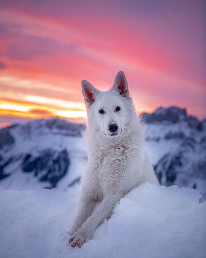 dog