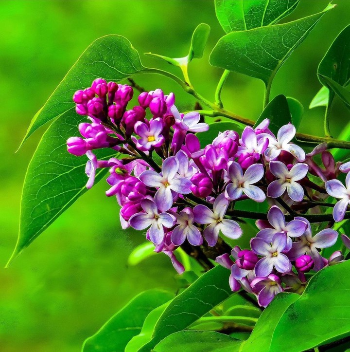 lilac