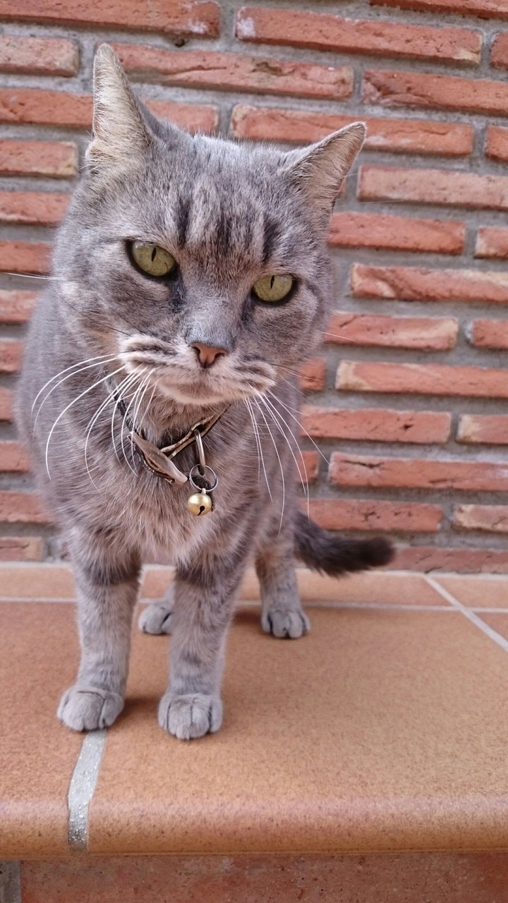 Lucas