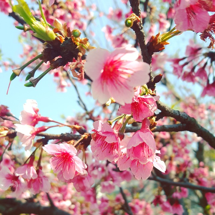 櫻花