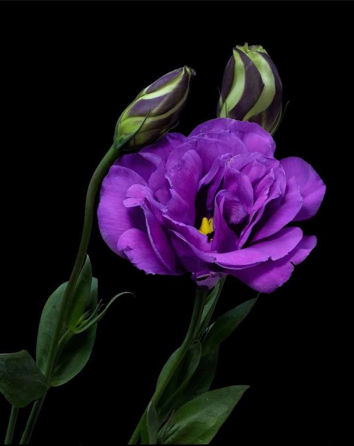 lisianthus