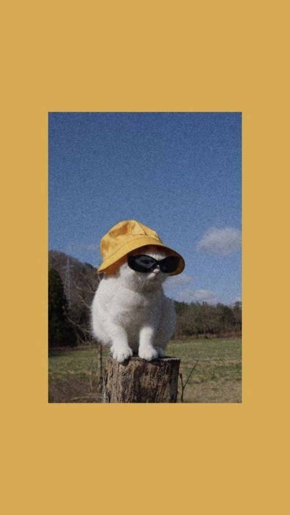 Cat in glasses