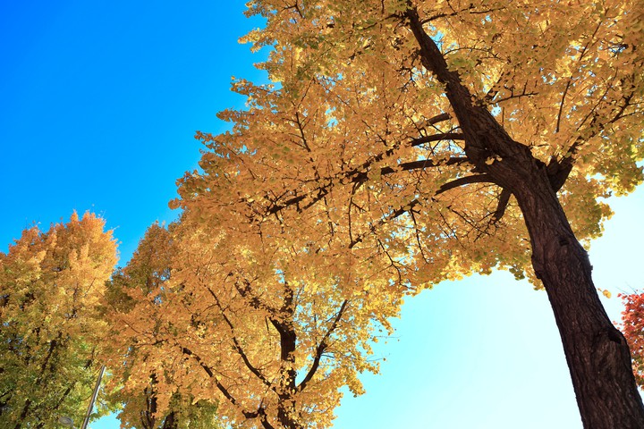 가을날(Autumn)