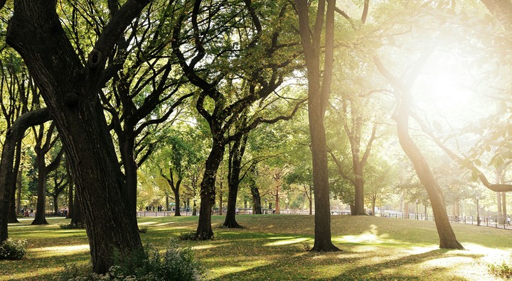Autumn in Central Park - NYC
