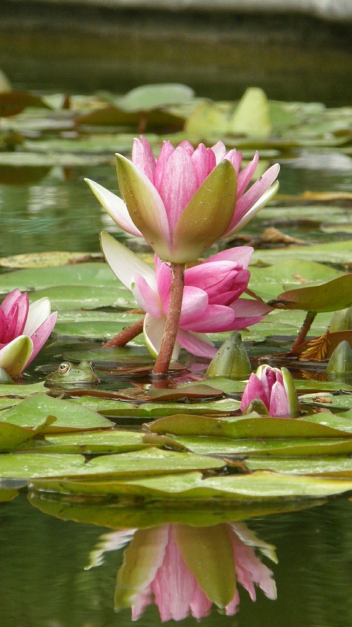 water flower