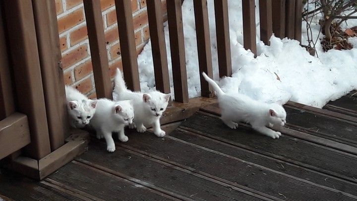 where is kitten?