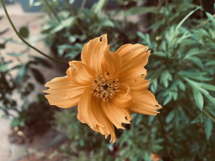 flower