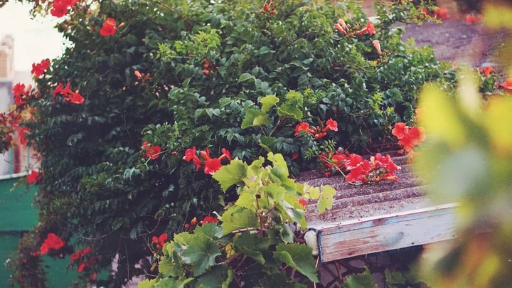 the flowers on the roof