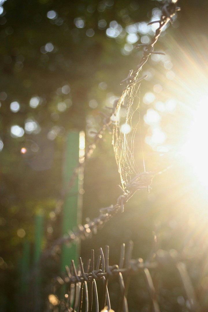 Tender web