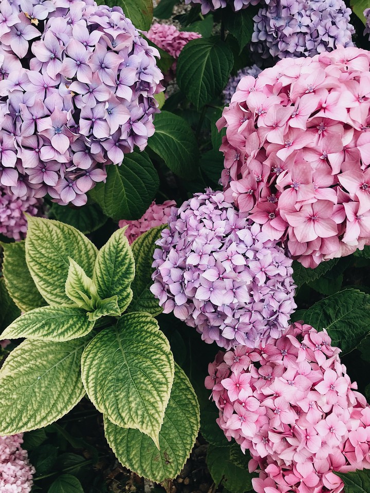 flower