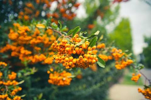 fruit, Yellow duvar kağıtları