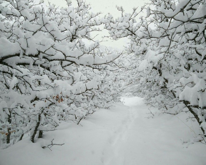 The White Trees