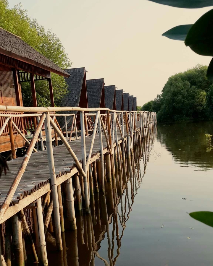 mangrove forrest