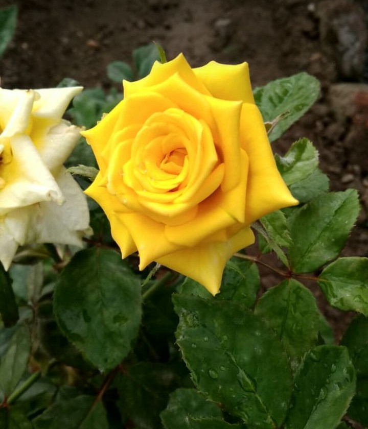 yellow