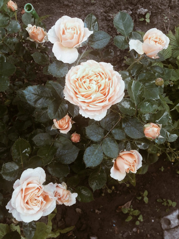 roses