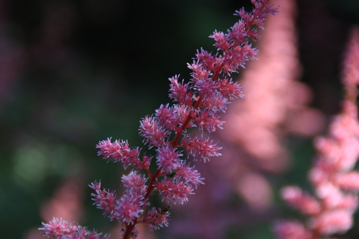 pinke Blüte