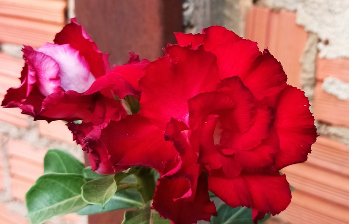 flores